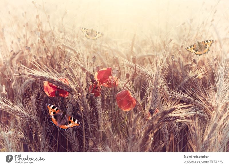 Sommerabend Leben harmonisch Sinnesorgane ruhig Natur Landschaft Sonne Sonnenlicht Schönes Wetter Pflanze Blume Feld Tier Schmetterling Blühend entdecken