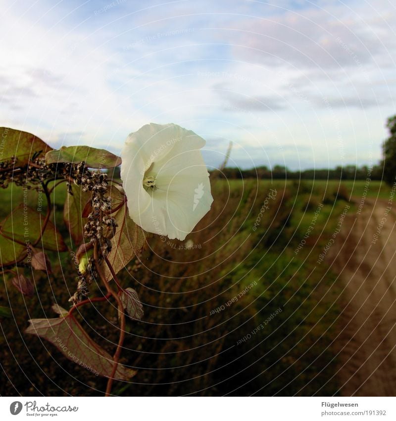 Ich hab' keine Ahnung von Blumen, schlimm? Lebensmittel Pflanze Sträucher Moos Tulpe Efeu Farn Blatt Blüte Grünpflanze Nutzpflanze Wildpflanze Topfpflanze