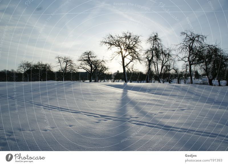 Bäume in einer hügeligen Schneelandschaft Umwelt Natur Landschaft Wolken Sonne Sonnenlicht Winter Baum hell kalt positiv blau schwarz weiß Stimmung Hoffnung