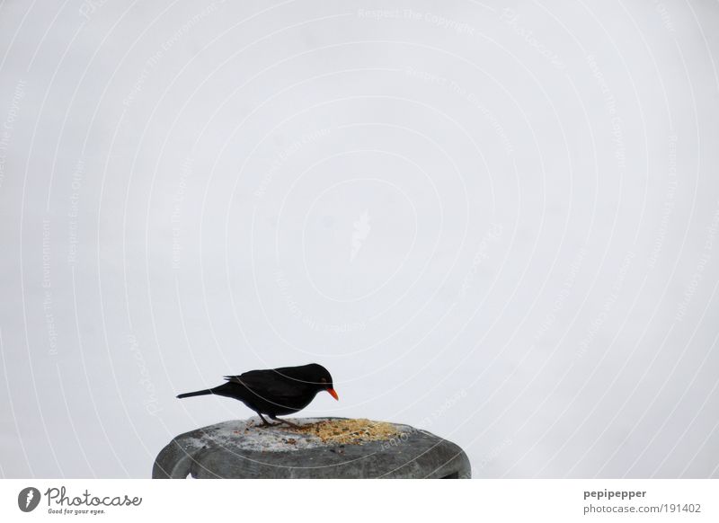 verbotenes füttern! Mittagessen Festessen Winter Schnee Natur Park Vogel Flügel 1 Tier Fressen Neugier Appetit & Hunger gefräßig Schwarzweißfoto Außenaufnahme