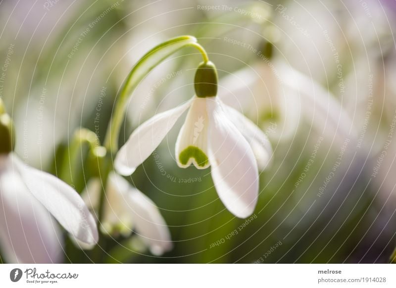 Schneeglöckchen Natur Pflanze Frühling Schönes Wetter Blume Blüte Wildpflanze Amaryllisgewächse Frühblüher Blütenstiel Blütenknospen Pflanzenteile Wiese