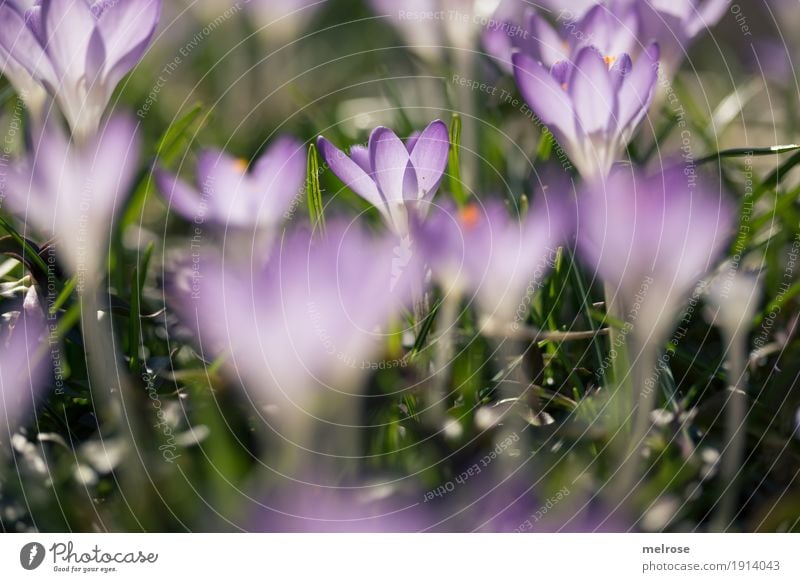 lila Krokusse Natur Pflanze Frühling Schönes Wetter Gras Blüte Wildpflanze Knollengewächse Blütenpflanze Wiese Blütenknospen Pflanzenteile Frühblüher