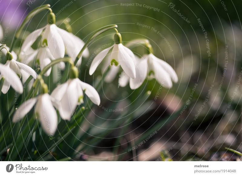 Schneeglöckenchen mit Rechtsdrang Natur Pflanze Erde Frühling Klima Schönes Wetter Blume Gras Blüte Wildpflanze Schneeglöckchen Liliengewächse Blütenpflanze