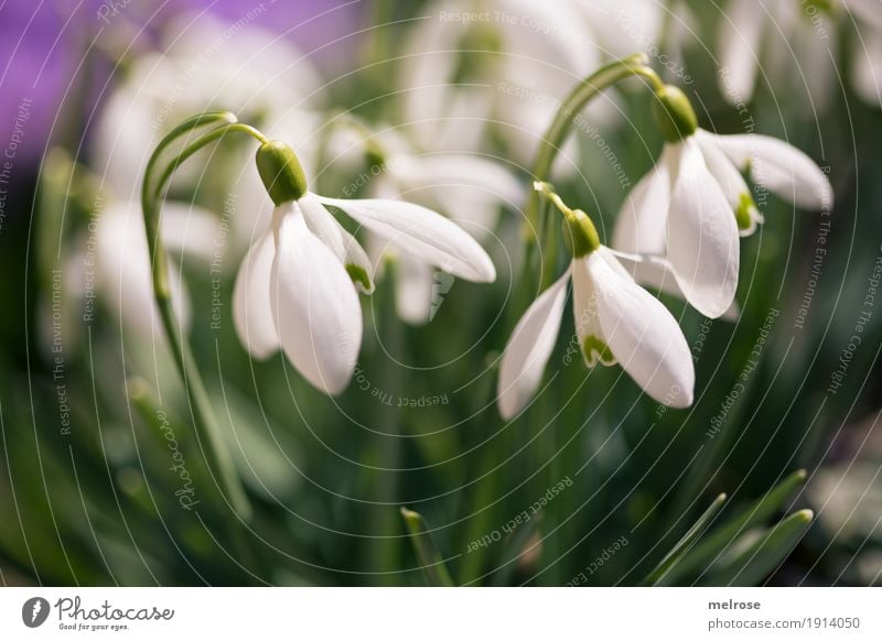 Schneeglöckchen im Rampenlicht Umwelt Pflanze Frühling Schönes Wetter Blume Gras Blüte Wildpflanze Liliengewächse Blütenpflanze Blütenkelch Blütenknospen Wiese