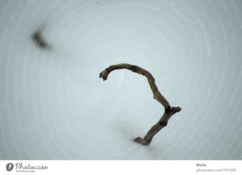 Versunken II Umwelt Natur Pflanze Erde Winter Klima Klimawandel Wetter Eis Frost Schnee Ast liegen kalt natürlich Traurigkeit Vergänglichkeit bedeckt untergehen