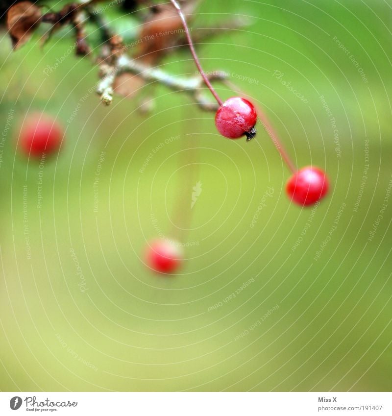 beerig Lebensmittel Frucht Umwelt Natur Sommer Herbst Pflanze Baum Sträucher Blatt Park klein lecker saftig Beeren Ast herbstlich Farbfoto mehrfarbig