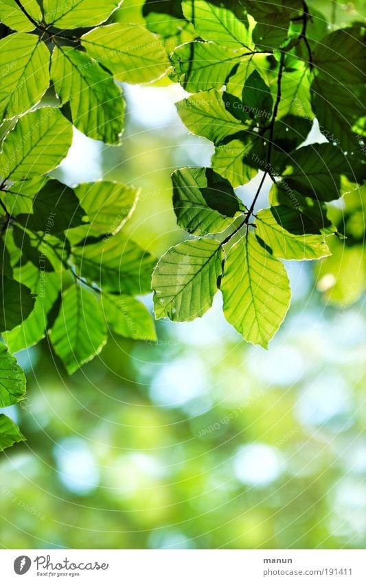 Grünes Licht Leben harmonisch Wohlgefühl Zufriedenheit Erholung ruhig Gartenarbeit Natur Frühling Sommer Blatt Ast Park Fröhlichkeit frisch hell positiv grün