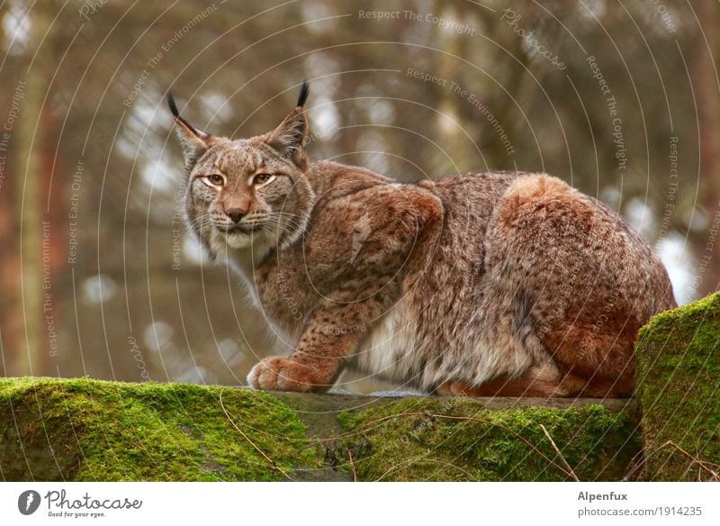 alpenlux Wildtier Tiergesicht Fell Krallen Pfote Luchs 1 Aggression ästhetisch sportlich elegant kuschlig muskulös Kraft geheimnisvoll Gelassenheit