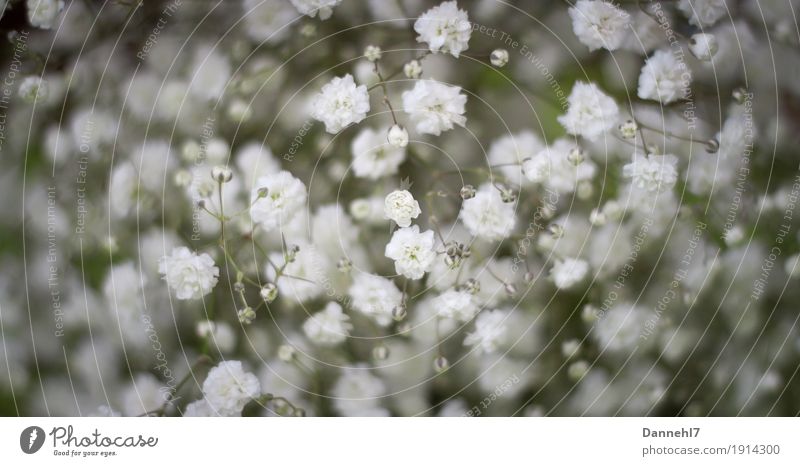 "fast" Umwelt Pflanze Tier Winter Blume Blatt Blüte Grünpflanze Wildpflanze Duft authentisch frisch natürlich grün weiß Vorfreude Neugier Sehnsucht Energie