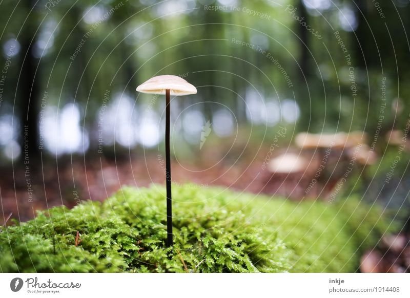 stilsicher Umwelt Natur Pflanze Tier Herbst Schönes Wetter Moos Wald Waldboden Pilz stehen Wachstum dünn lang ungenießbar Waldspaziergang Unschärfe Farbfoto