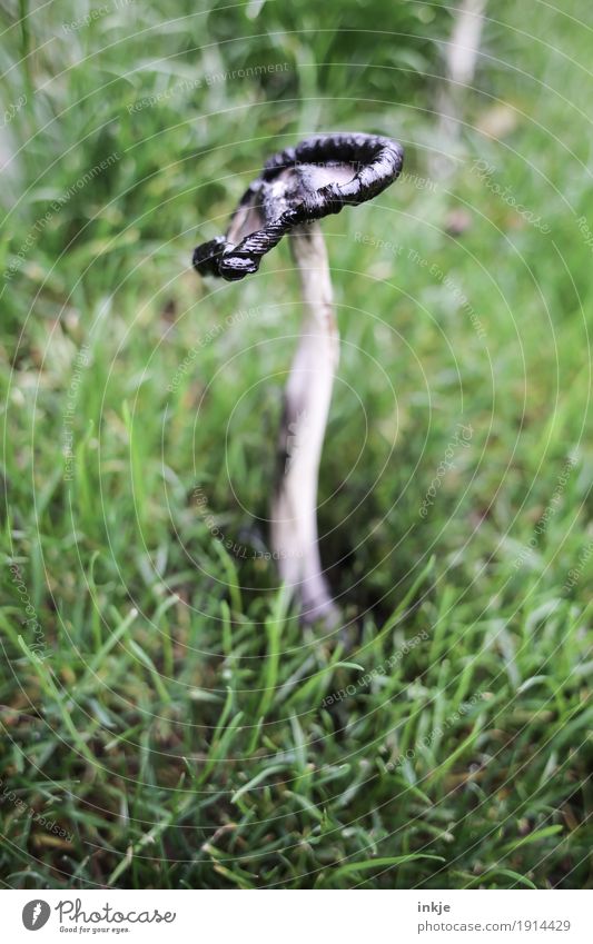 Tintling Natur Pflanze Tier Herbst Gras Wiese Pilz stehen alt Ekel Verfall Vergänglichkeit Wandel & Veränderung verfaulen ungenießbar Tintlinge Farbfoto