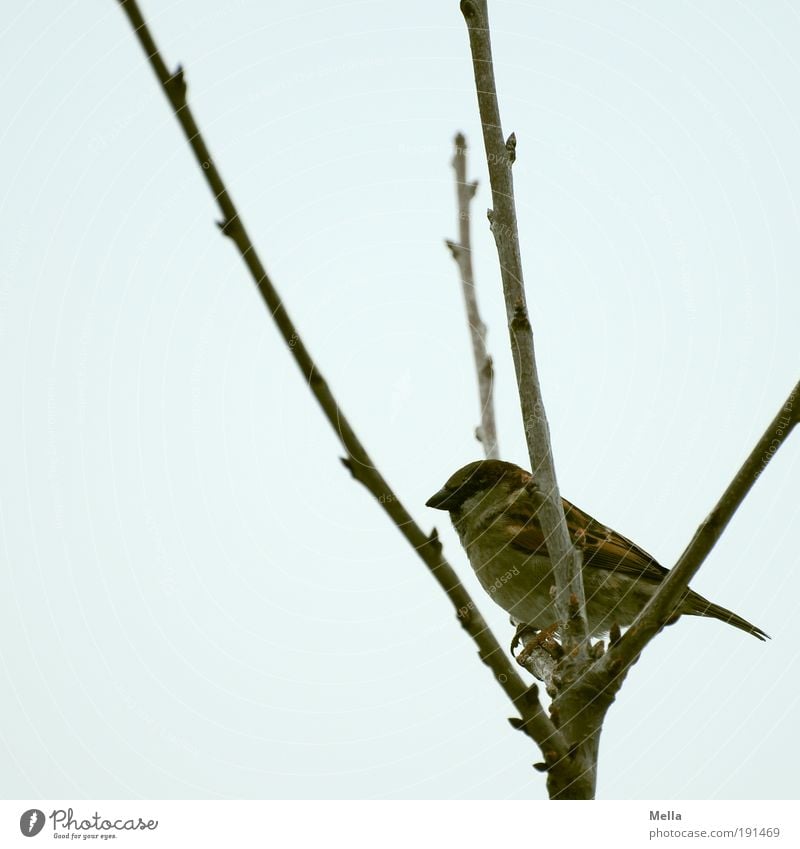 Gabelhocker Umwelt Natur Pflanze Tier Winter Baum Ast Wildtier Vogel Spatz 1 hocken sitzen dunkel natürlich niedlich trist Freiheit Abzweigung Astgabel Farbfoto