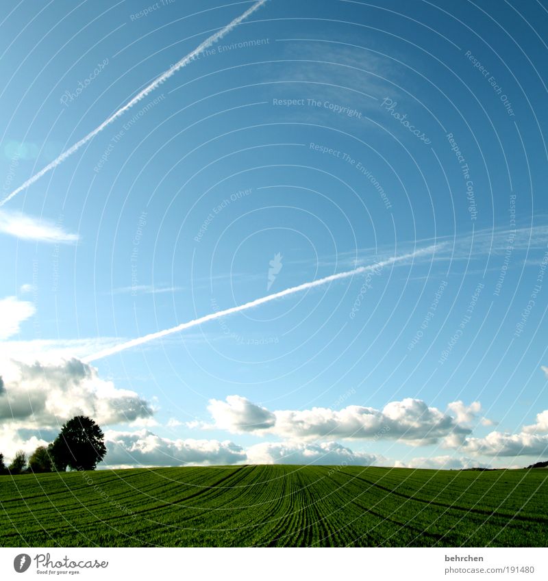 optimismus Ausflug Ferne Freiheit Natur Landschaft Himmel Wolken Klimawandel Schönes Wetter Pflanze Baum Wiese Feld Glück Zufriedenheit Vorfreude Begeisterung