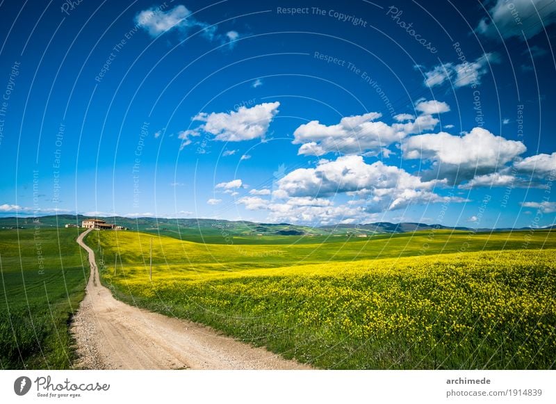 schmutzige Straße auf dem Gebiet im Frühjahr Natur Landschaft Himmel Wolken Blume Gras Blüte dreckig blau gelb grün Italien Toskana Feld Frühling Weg