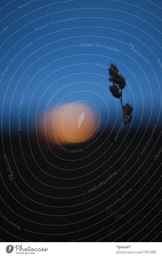 Am Ende des Tages Sinnesorgane Sommer Umwelt Natur Horizont Sonne Sonnenaufgang Sonnenuntergang Herbst Pflanze Sträucher Nutzpflanze Feld Erholung genießen