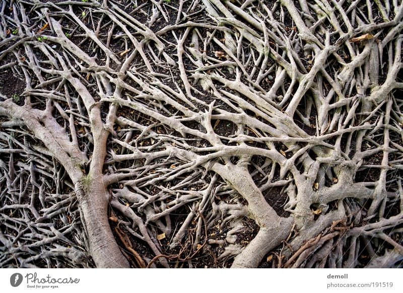 Wurzeln am Boden Natur Baum Wald Holz Wachstum Baumwurzel Verzweigung Bodenwurzeln Gedeckte Farben Außenaufnahme Detailaufnahme Menschenleer Kontrast Tag