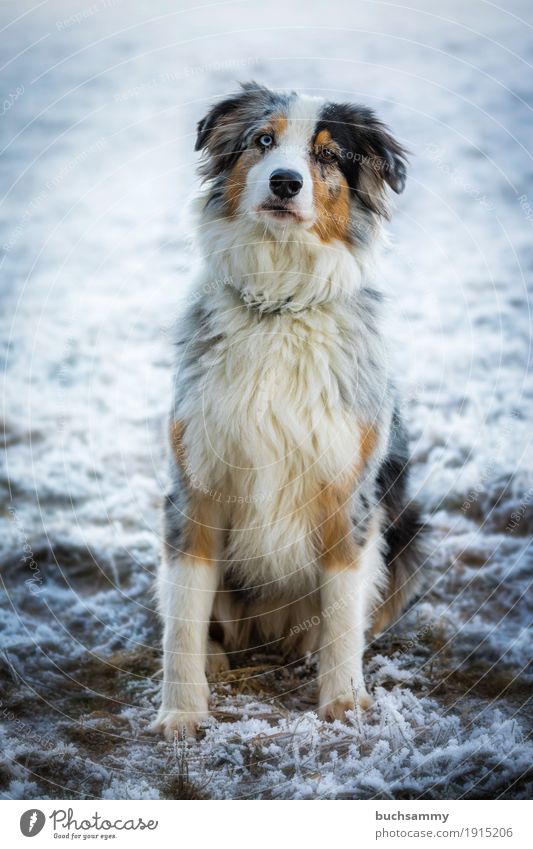 Australian shepherd Winter Tier langhaarig Haustier Hund 1 sitzen kalt blau braun weiß Australian Shepherd Havaneser Rassehund Raureif Schnee Säugetier