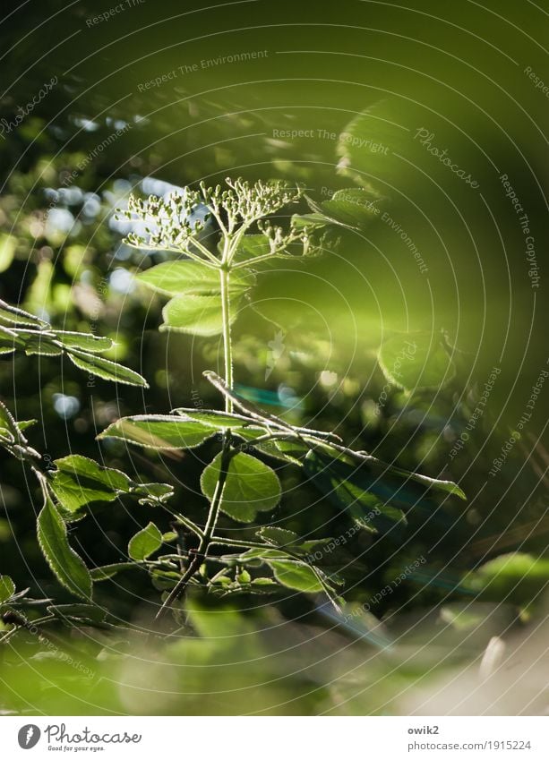 It's may they say Umwelt Natur Landschaft Pflanze Frühling Klima Schönes Wetter Blatt Blüte Grünpflanze Wildpflanze Zweig atmen Blühend leuchten Wachstum dünn