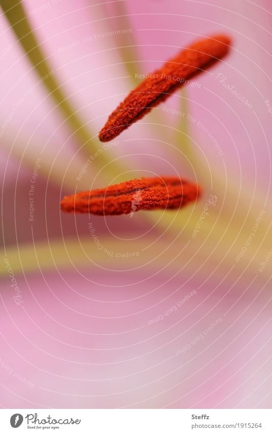 Staubblätter einer Stargazer Lilie Lilienblüte Lilium Lilium orientalis Blume Blüte rosa Blume rosa Blüte blühende Blume Sommergefühl Staubbläter Blütenkelch