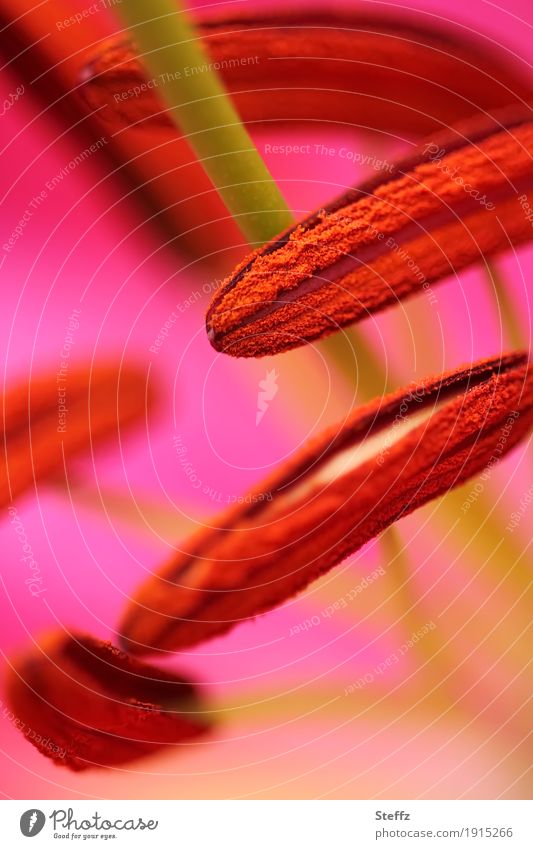 Nahaufnahme von einer blühenden Stargazer Lilie im Juli Lilium Lilienblüte Orientalische Lilie Blume Blüte Lilium orientalis Stamina Staubblätter Blütenstempel