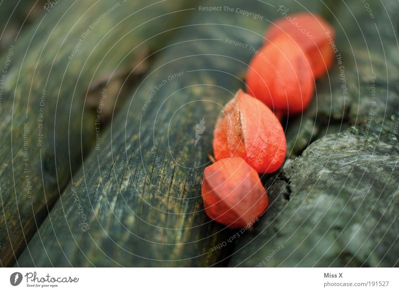 rote Physalis Frucht Natur Herbst Pflanze Blume Sträucher Blüte Wildpflanze Garten Park exotisch Farbe Samen Holz Baumstamm Farbfoto Außenaufnahme Nahaufnahme