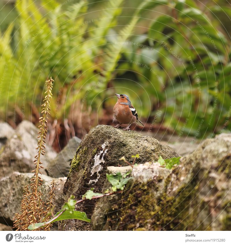 I spy with my little eye Buchfink Fink Singvogel Vogel Fringilla coelebs Vogelmännchen Wildvogel kleiner Vogel Vogelart Vogelauge beobachten achtsam Wachsamkeit