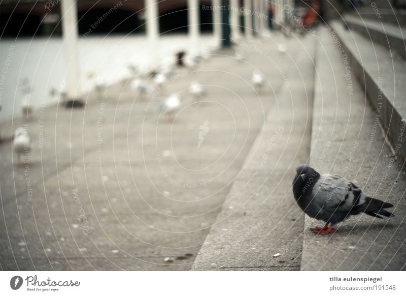 tach auch Treppe Tier Wildtier Vogel Taube 1 Beton trist grau stagnierend Möwe Farbfoto Außenaufnahme Menschenleer Textfreiraum links Tag Ganzkörperaufnahme