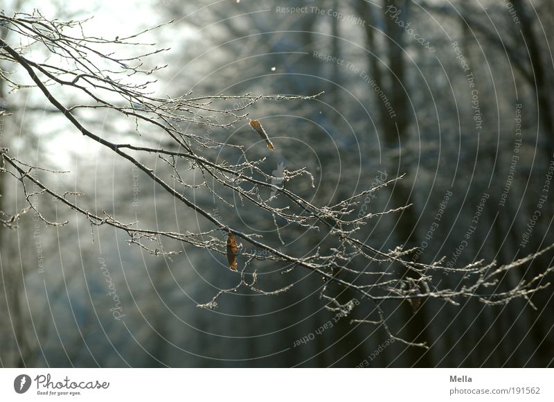 Wald, schockgefrostet Umwelt Natur Landschaft Herbst Winter Klima Klimawandel Wetter Eis Frost Pflanze Baum Ast frieren dunkel kalt natürlich Idylle ruhig