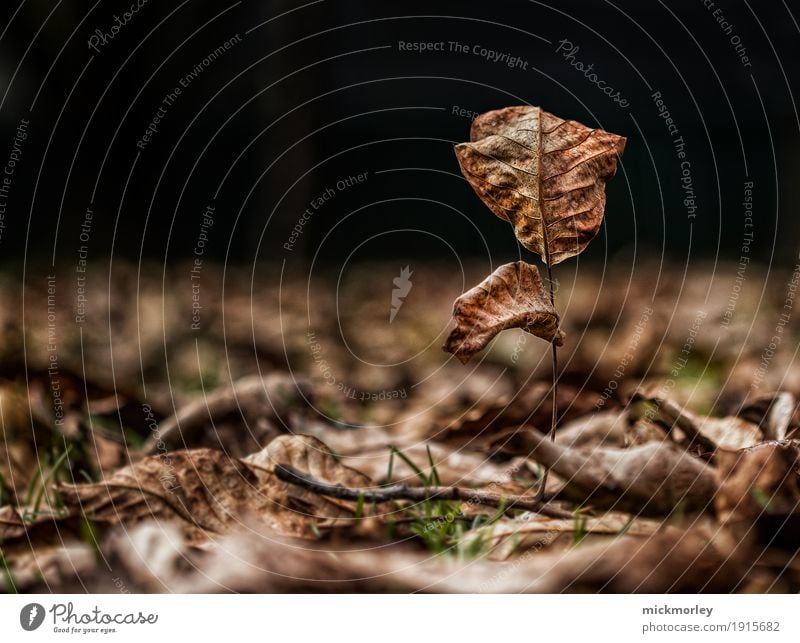 Alle bis auf einen Umwelt Natur Landschaft Pflanze Erde Herbst Klima Klimawandel Wetter Baum Blatt Garten Park Wiese Wald alt beobachten genießen verblüht