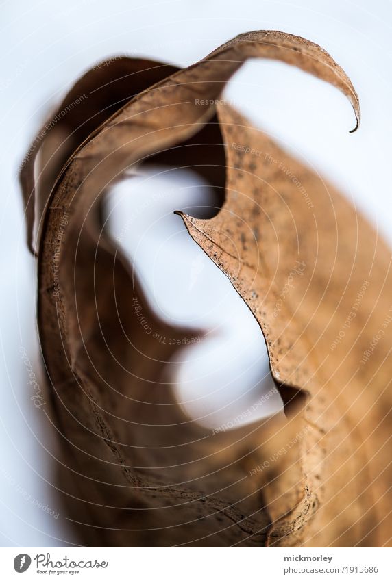 Herbstblatt Umarmung Umwelt Natur Klima Klimawandel Blatt Garten Wiese Gefühle Stimmung Vertrauen Verschwiegenheit Sympathie schön Begierde Mitgefühl friedlich