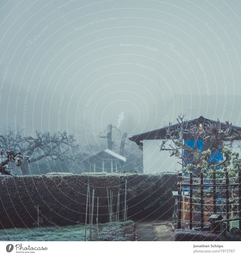 Väterchen Frost XV Winter Natur Pflanze Herbst Nebel Traurigkeit kalt Trauer Tod Sehnsucht Heimweh Einsamkeit Vergänglichkeit Jahreszeiten blau trist