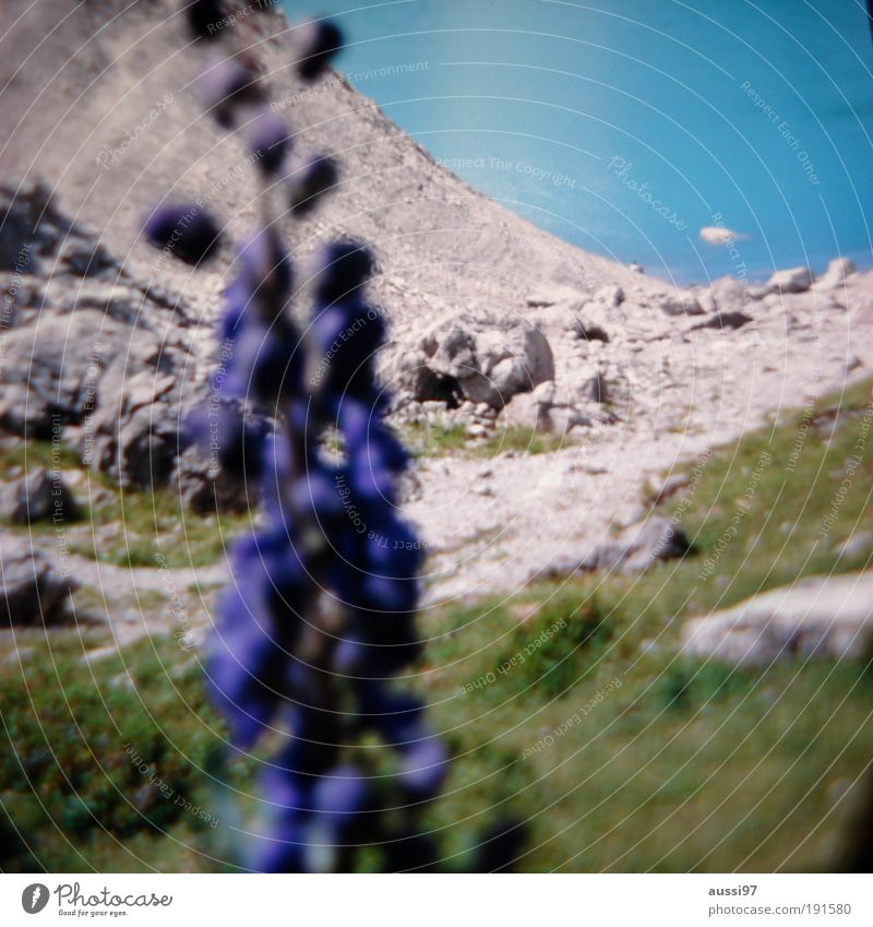 Liquidität Blume Vordergrund unscharf Tiefenschärfe verschwommen Gebirgssee Gebirge Gletscher Vegetation