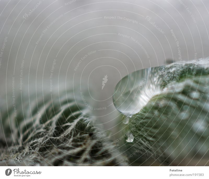 Schönheit trifft Pelz Umwelt Natur Pflanze Urelemente Wasser Wassertropfen Winter Klima Wetter Eis Frost Blatt kalt grau grün gefroren Farbfoto Gedeckte Farben