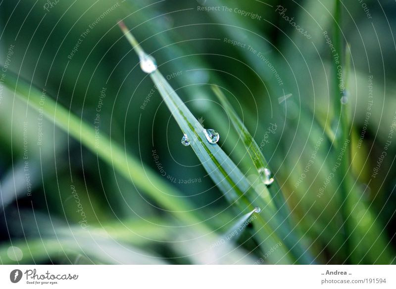 Speerspitze Leben harmonisch Natur Pflanze Wassertropfen Gras Blatt Grünpflanze Wiese Feld glänzend hängen kalt grün silber weiß Tropfen tautropfen Tau Farbfoto