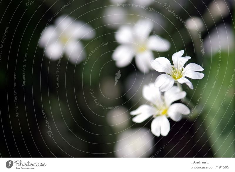 Frühlingsbote Nr.4 Pflanze Blume Blatt Blüte Grünpflanze Blühend Duft Erholung Trauer Natur Park Wiese dunkel weiß grün Farbfoto Gedeckte Farben Außenaufnahme