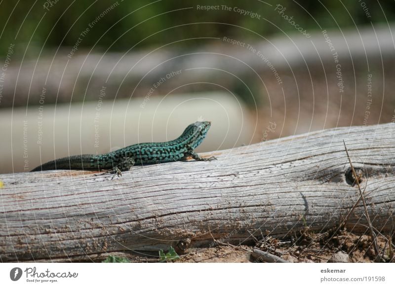 Eidechse Natur Erde Baum Baumstamm Insel Formentera Balearen Spanien Tier Wildtier Echte Eidechsen Podarcis pityusensis Reptil 1 Neugier klein krabbeln wild