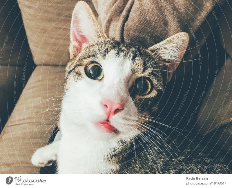 Lustiges nettes Katzen-Portrait Tier Haustier Tiergesicht 1 beobachten Blick Freundlichkeit klein lustig niedlich grau weiß Katzenbaby heimisch Auge jung