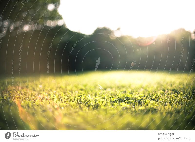 garten Umwelt Natur Pflanze Erde Sonne Sonnenlicht Sommer Schönes Wetter Gras Garten Park Wiese frisch natürlich gelb gold grün Glück Zufriedenheit Lebensfreude