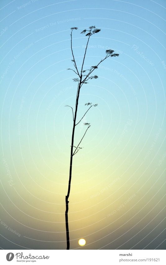 kleine Sonne Natur Landschaft Himmel Sonnenaufgang Sonnenuntergang Pflanze Baum Kitsch blau Stimmung leuchten Lichtspiel Geäst Farbfoto Außenaufnahme Dämmerung