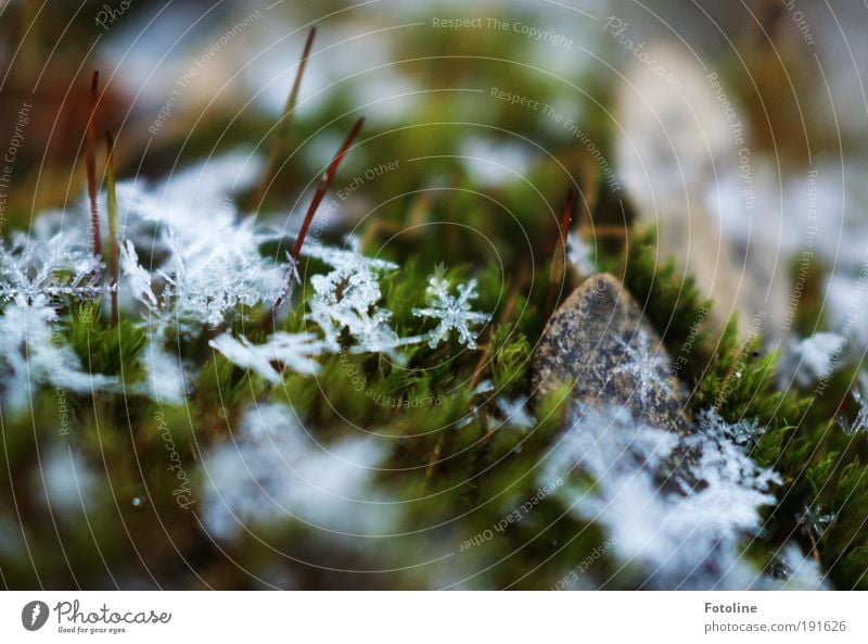 Sternchen Umwelt Natur Landschaft Pflanze Urelemente Wasser Klima Klimawandel Wetter Schönes Wetter schlechtes Wetter Eis Frost Schnee Moos Park Wiese Coolness