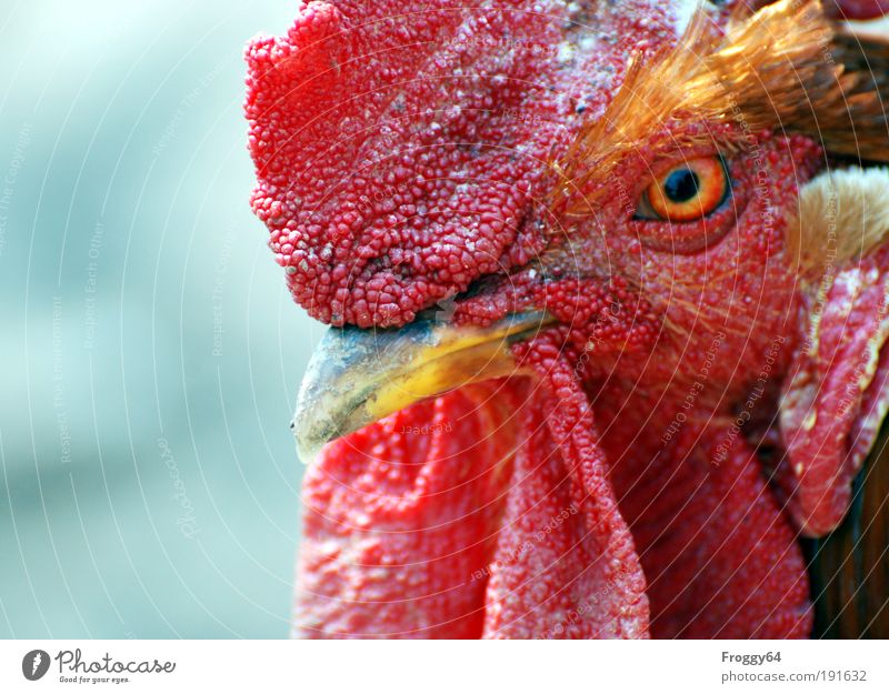 * 80* Was guckst Du? Tier Nutztier Vogel 1 Erholung mehrfarbig gelb rot Frühlingsgefühle Tierliebe Umweltschutz Farbfoto Außenaufnahme Textfreiraum links