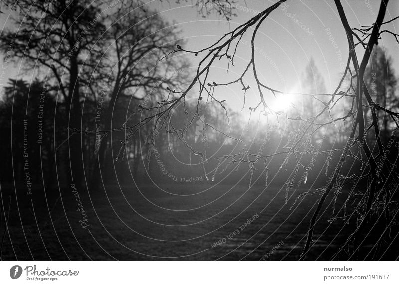 Frost im Geäst Freizeit & Hobby Joggen Kunst Grafik u. Illustration Umwelt Natur Landschaft Winter Klima Schönes Wetter Eis Baum Blütenknospen Park Wald Potsdam