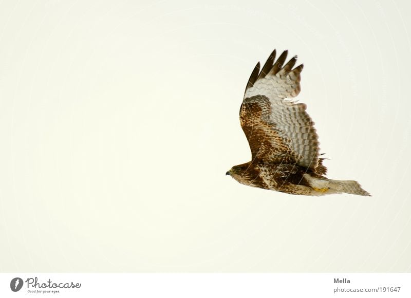 Überleben Umwelt Natur Tier Luft Himmel Wildtier Vogel Flügel Mäusebussard 1 fliegen ästhetisch frei Unendlichkeit natürlich Kraft elegant Freiheit Leben