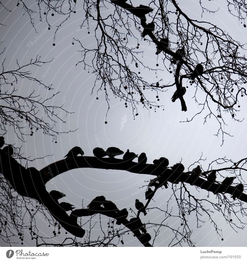 Warten Ast Baum Zweig Taube Himmel grau warten bedrohlich Zusammensein Vogelschwarm Sitz Sitzgelegenheit angriffslustig Angriff ruhig Zufriedenheit Silhouette