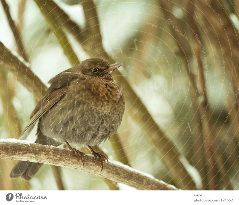 Federball Umwelt Natur Pflanze Tier Winter Sträucher Wildtier Vogel Amsel 1 sitzen warten ästhetisch außergewöhnlich kalt klein natürlich niedlich braun