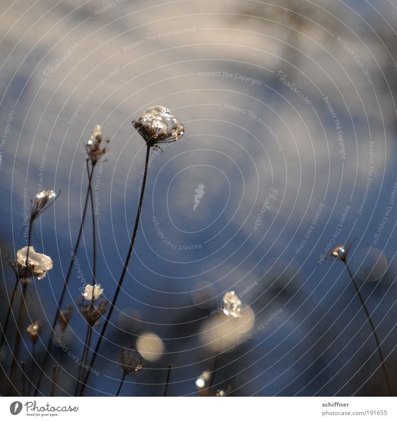 Glitzerkrone Natur Pflanze Sonnenlicht Winter Eis Frost Schnee Gras Sträucher Feld glänzend leuchten außergewöhnlich kalt Hoffnung Schmuck Halm schön