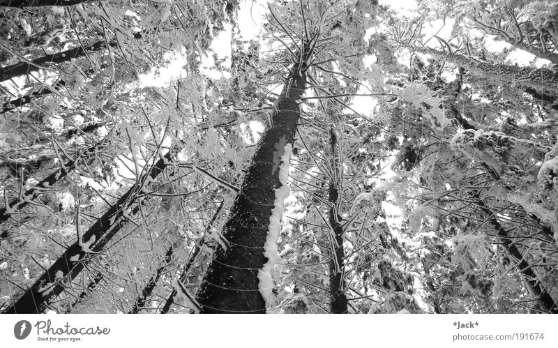 Zauberwald Zufriedenheit Erholung Winter Schnee Berge u. Gebirge Umwelt Natur Landschaft Pflanze Baum Wald beobachten Blick alt gigantisch weiß Kraft Einsamkeit