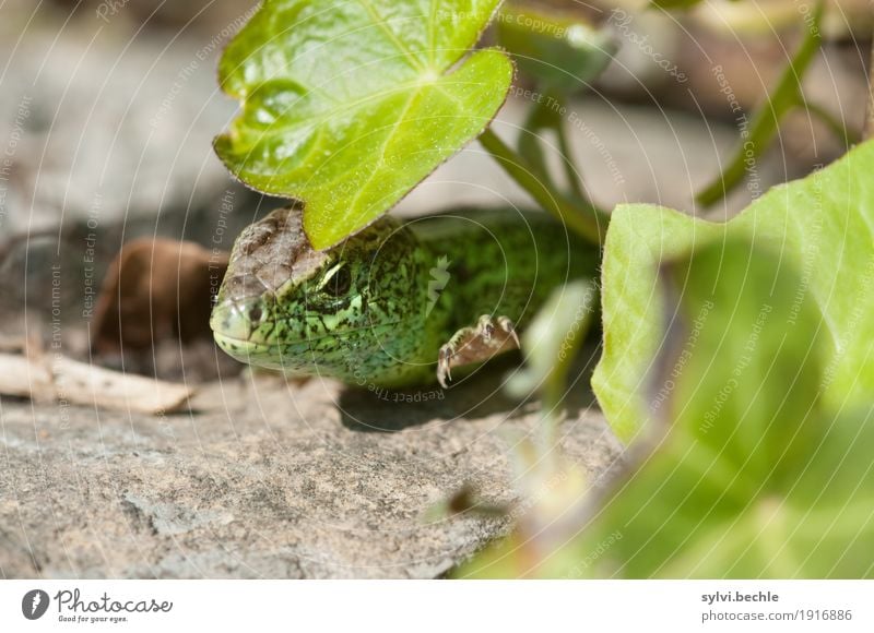 ~ Orientierung ~ Umwelt Natur Pflanze Tier Sommer Schönes Wetter Efeu Grünpflanze Garten Mauer Wand Wildtier Tiergesicht Schuppen Krallen beobachten Bewegung