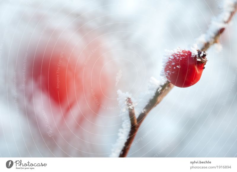 frostige Frucht Getränk Tee Umwelt Natur Pflanze Urelemente Wasser Winter Klima Klimawandel Wetter Eis Frost Schnee Sträucher Nutzpflanze Wildpflanze Gesundheit