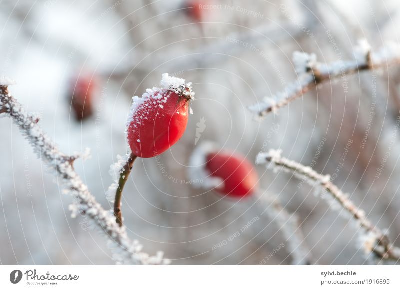 frostige Frucht II Getränk Tee Umwelt Natur Pflanze Urelemente Wasser Winter Klima Klimawandel Wetter Eis Frost Schnee Sträucher Nutzpflanze Wildpflanze